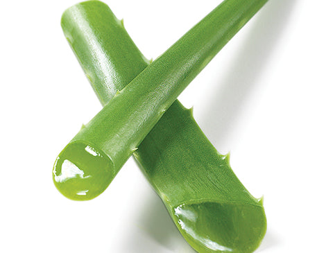 Aloe barbadensis leaf juice