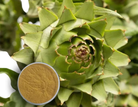 Artichoke Leaf Extract