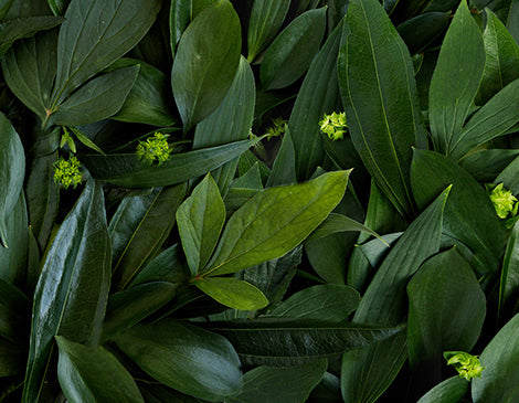 Blend of Japanese Botanicals
