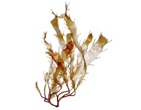 Brown Algae Extract