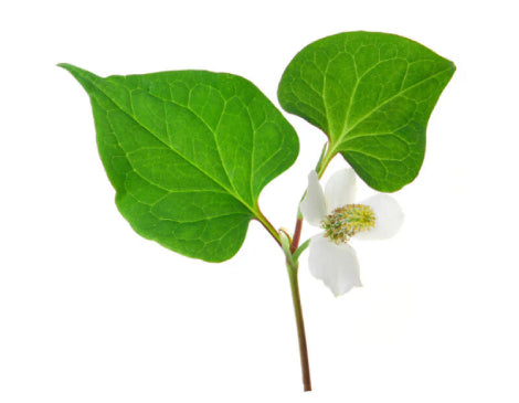 Chameleon Leaf (Houttuynia Cordata) Extract