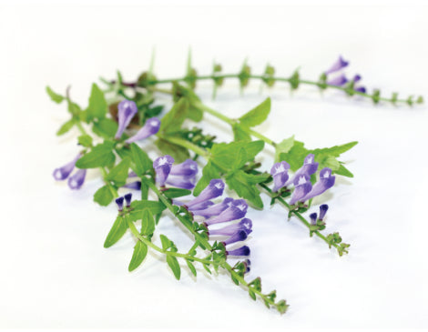 Chinese Skullcap (Scutellaria Baicalensis) Root Extract