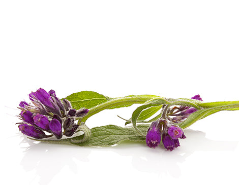 Comfrey leaf extract