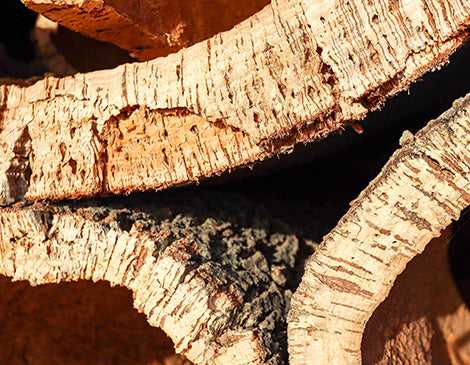 Cork tree extract