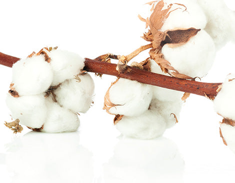 Cotton