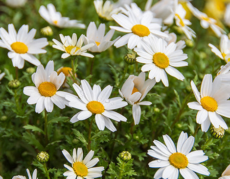 Daisy (Bellis Perennis) Extract