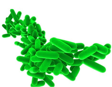 Fermented Lactobacillus Liquid