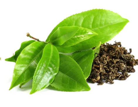 Green Tea Leaf Extract