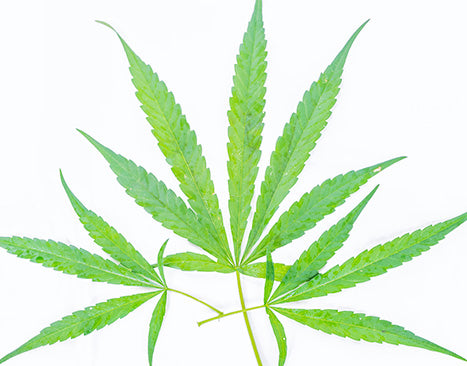 Hemp Paper