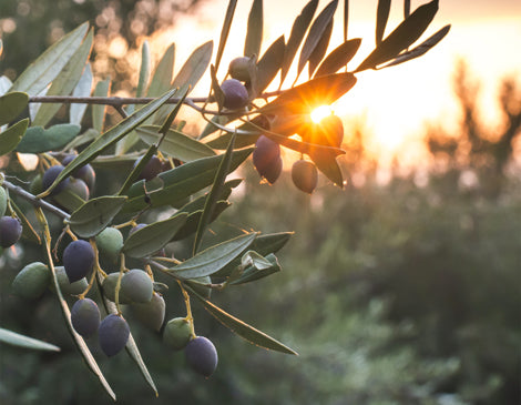 Organic olive oil