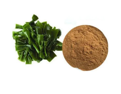 Kelp Extract