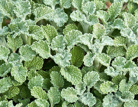 Marrubium Vulgare Extract