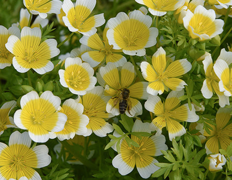 Meadowfoam Seed Oil
