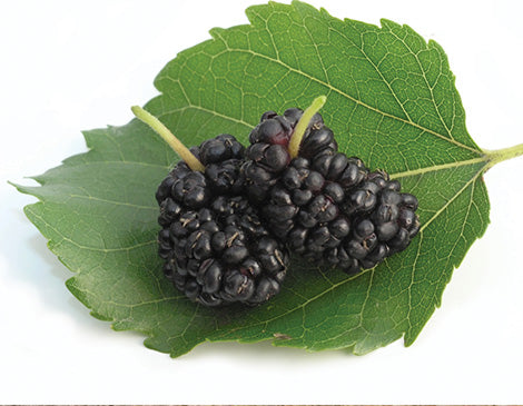 Mulberry Root Extract