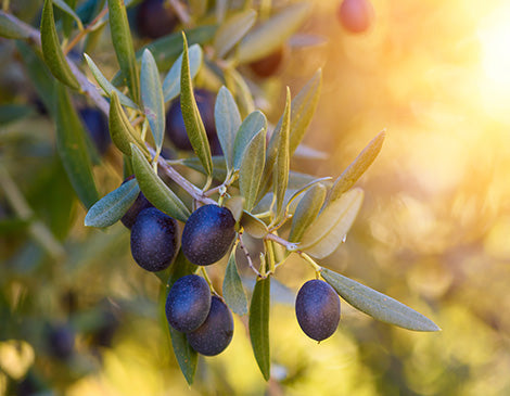 Organic Olive Oil