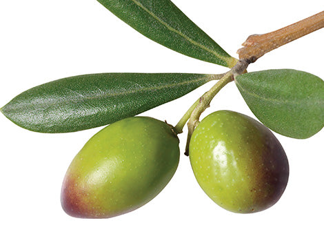 Olive (Olea Europaea) Oil