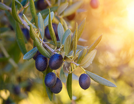 Organic Olive Virgin Oil