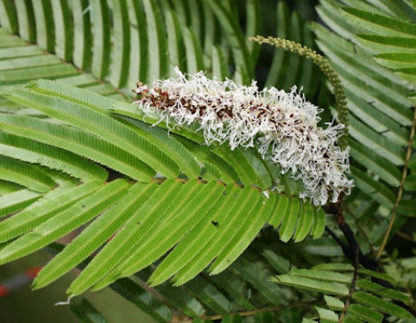 Pentaclethra Macroloba Oil