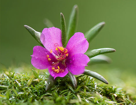 Portulaca Pilosa Extract