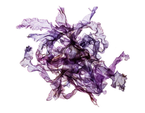 Purple Laver Extract