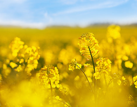 Rapeseed Oil