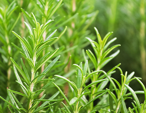 Rosemary Leaf Oil