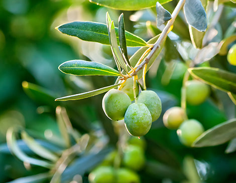 Olive-Derived Squalane