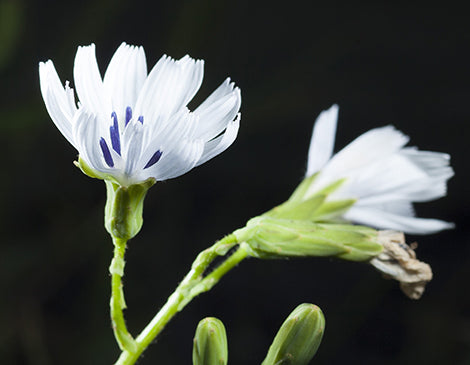 Swertia japonica