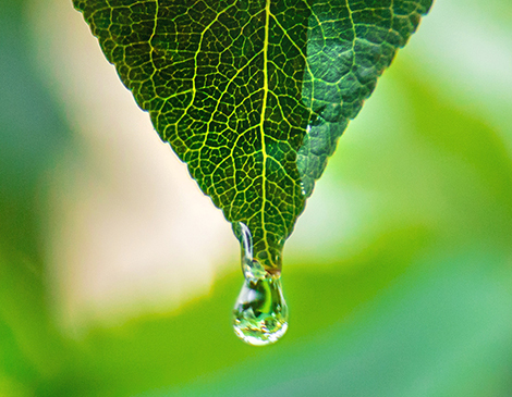 12 Plant Extracts