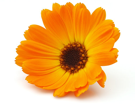Calendula Flower Extract