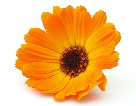Calendula Flower Extract