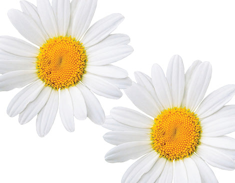 Chamomilla Recutita (Matricaria) Flower Extract