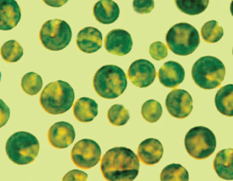 Chlorella Vulgaris (Japanese Microalgae) Extract