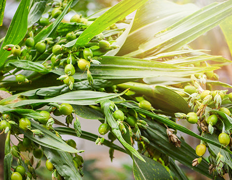 Hatomugi Seed Extract
