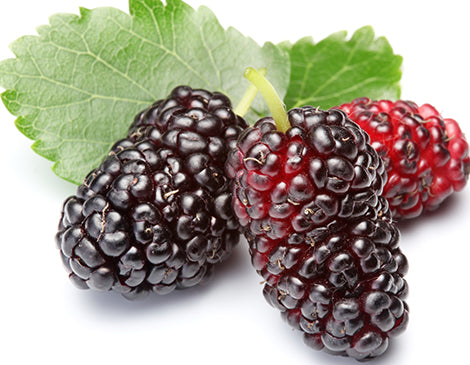 Mulberry Root Extract