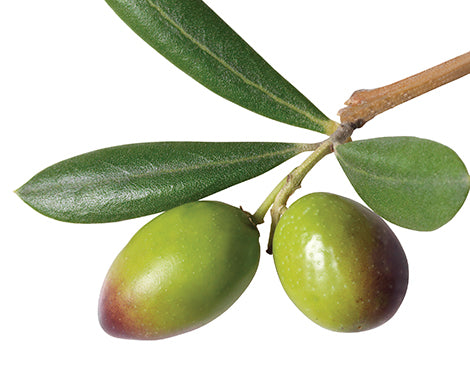 Olive Leaf Extract