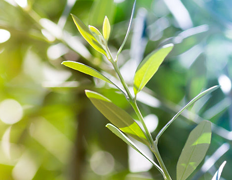 Olive Leaf Extract