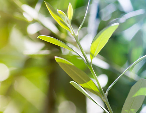 Organic Olive Leaf Extract