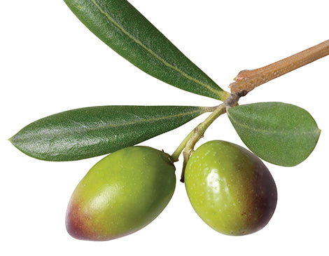 Olive Oil