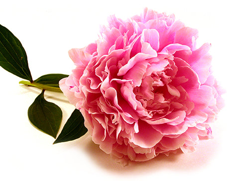 Peony Root Extract