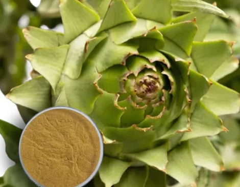 Artichoke Leaf Extract