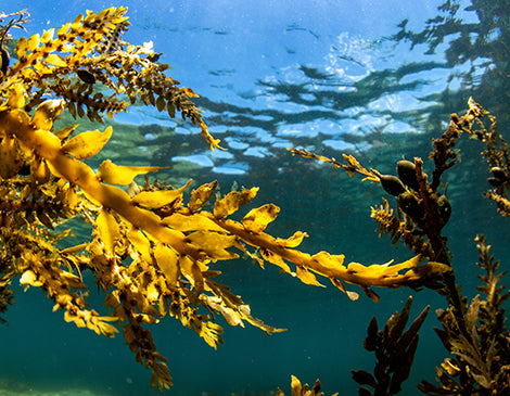 Brown Algae Extract