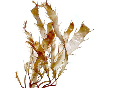 Brown Algae Extract