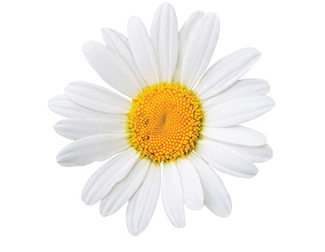 Chamomile Extract