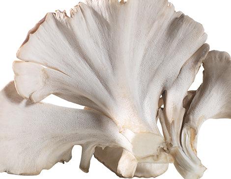 Maitake Mushroom Extract