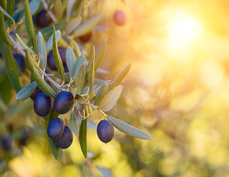 Olive (olea europaea) oil