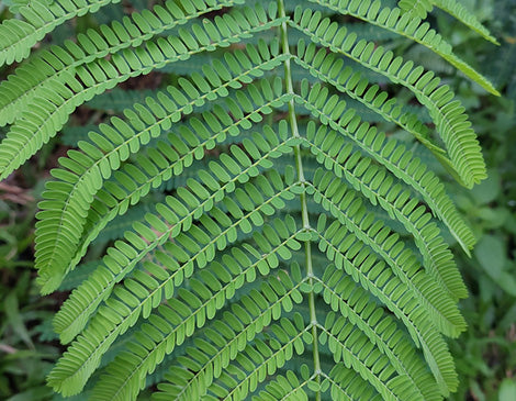 Pentaclethra Macroloba Oil