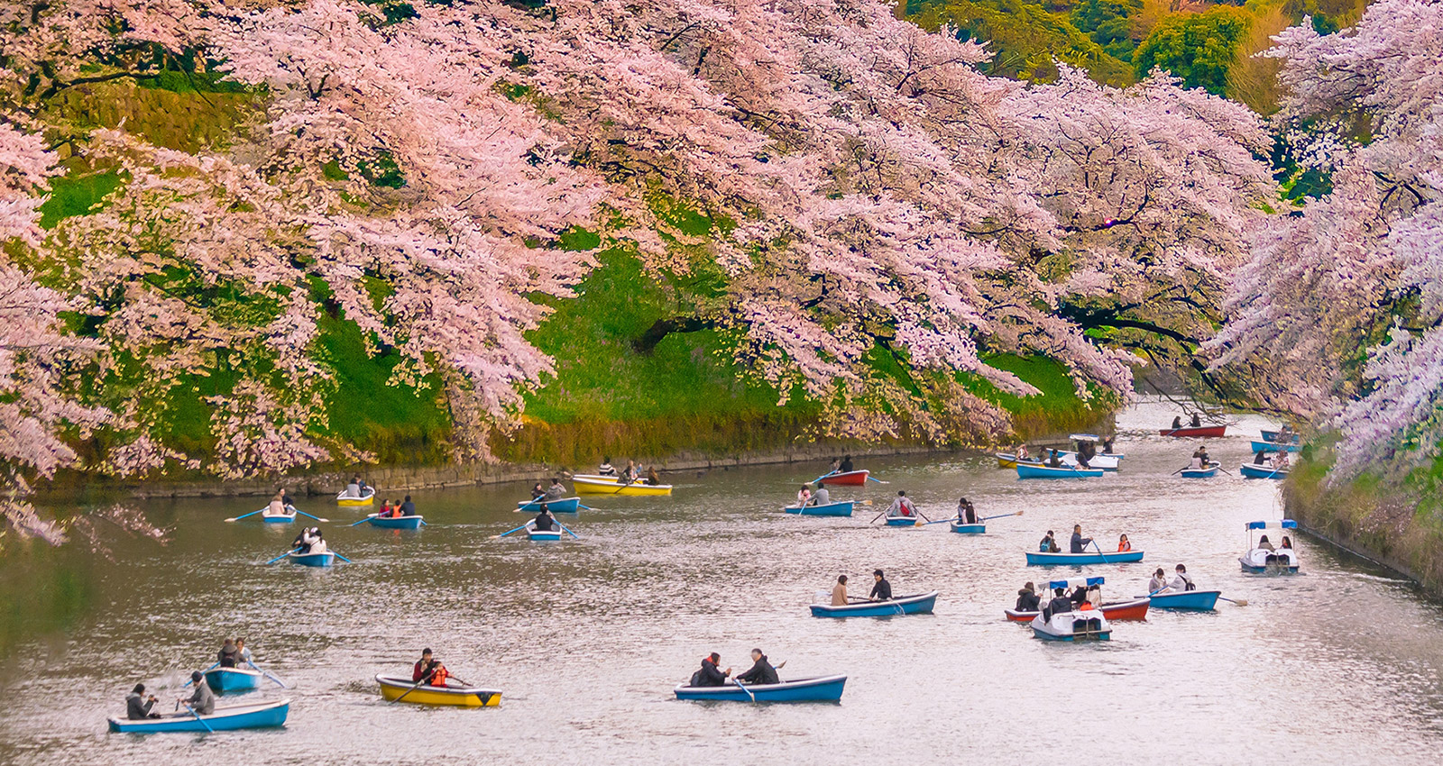 The Symbolic Beauty of the Sakura 